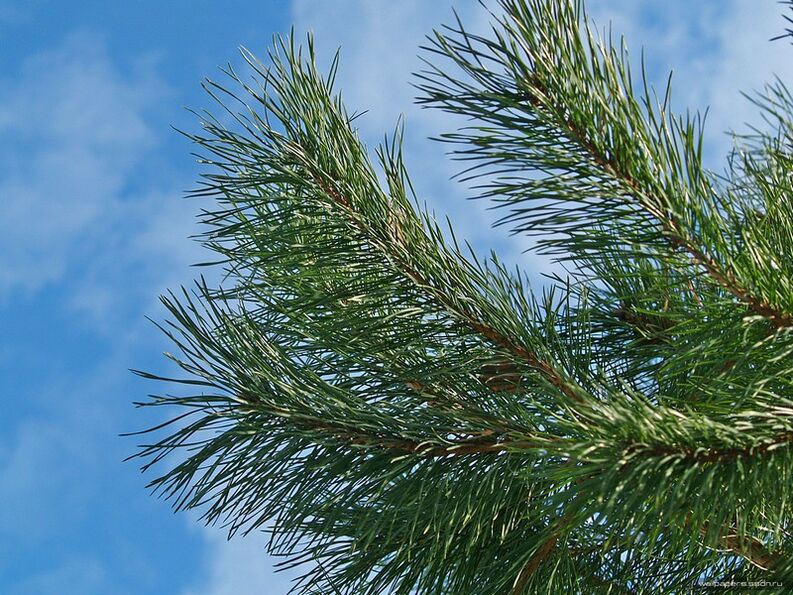 Aghi per il trattamento dell'osteocondrosi cervicale