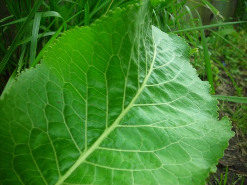 Rafano per l'osteocondrosi cervicale